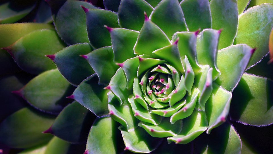 Kovirozsa Sempervivum tectorum 2