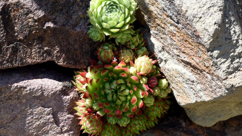 Kovirozsa Sempervivum tectorum 3 1