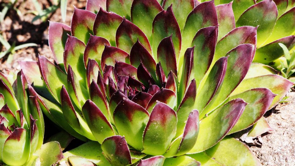 Kovirozsa Sempervivum tectorum 4