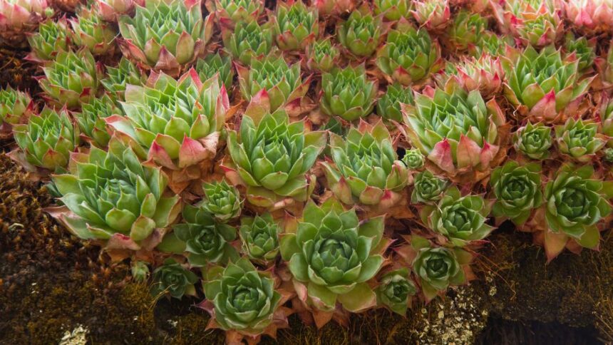 Kovirozsa Sempervivum tectorum