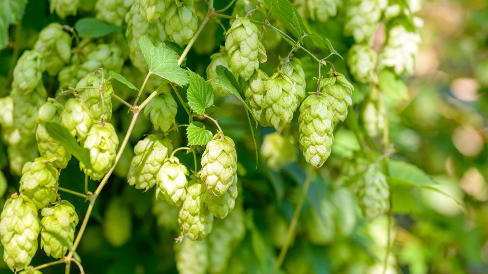 Közönséges komló (Humulus lupulus)
