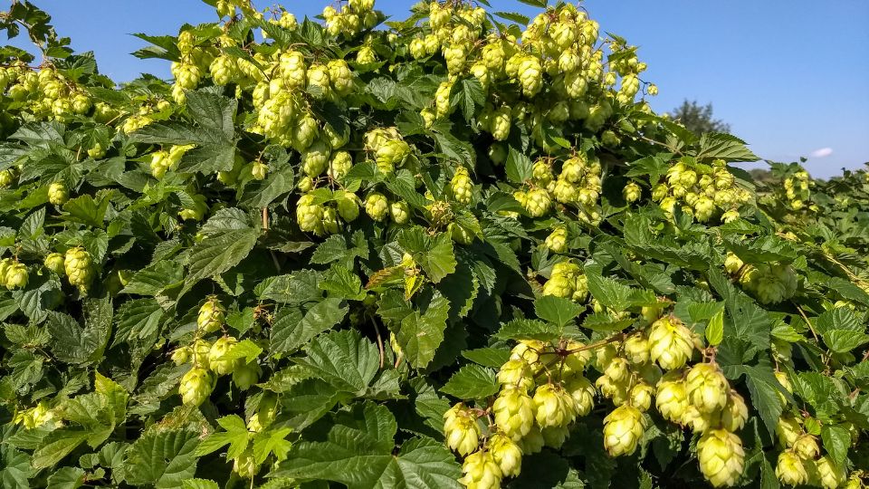 Közönséges komló (Humulus lupulus)
