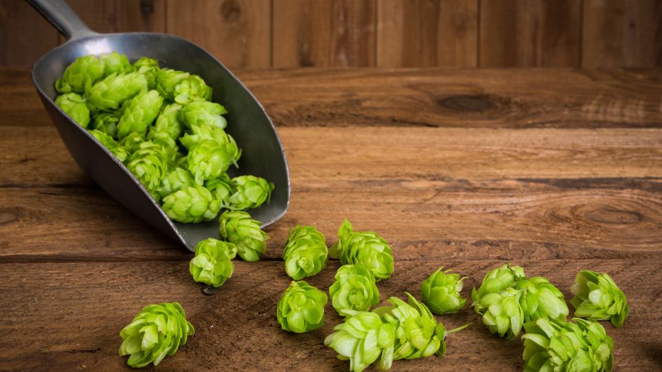 Közönséges komló (Humulus lupulus)