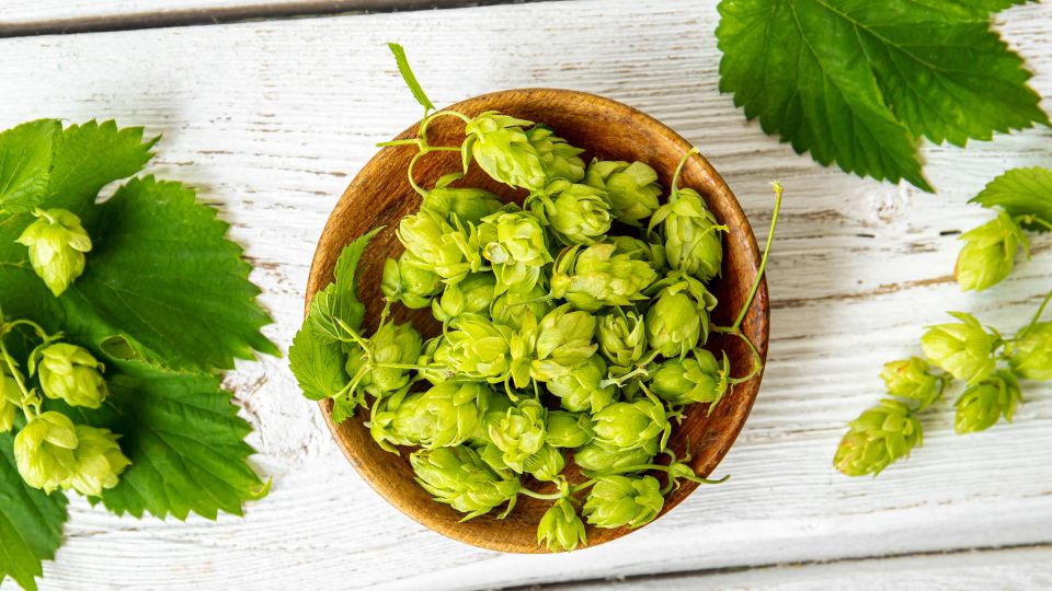 Közönséges komló (Humulus lupulus)