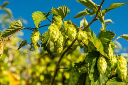 Kozonseges Komlo Humulus lupulus