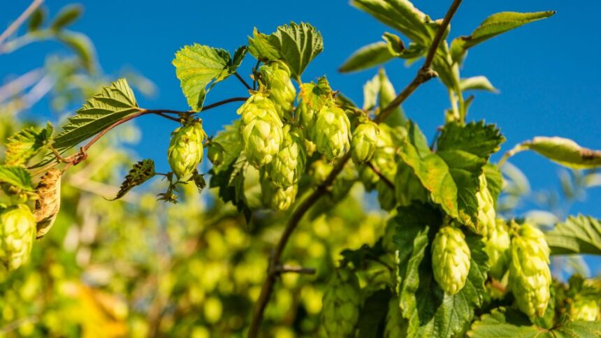 Kozonseges Komlo Humulus lupulus