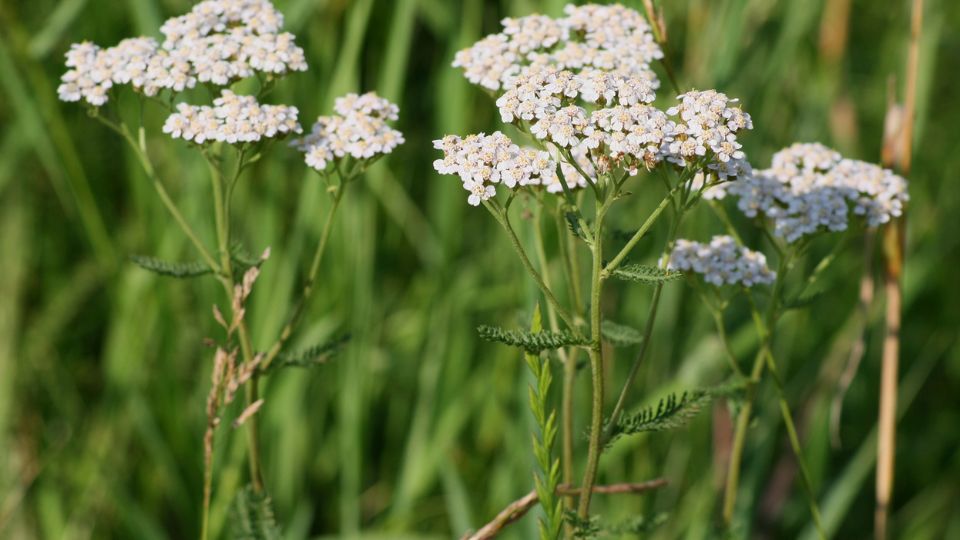 Kozonseges cickafark Achillea millefolium 1