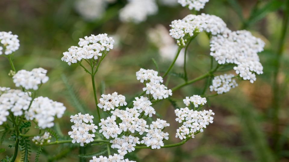 Kozonseges cickafark Achillea millefolium 2
