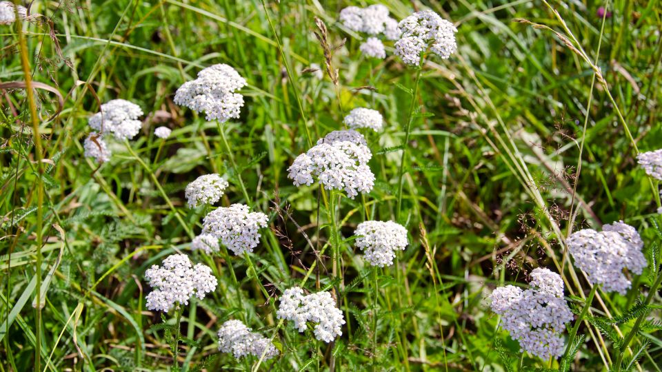 Kozonseges cickafark Achillea millefolium 3