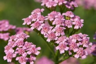 Közönséges cickafark virágzó, rózsaszín virágokkal teli növény.