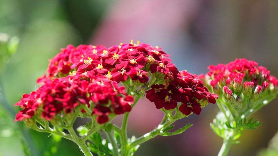 Kozonseges cickafark Achillea millefolium 4