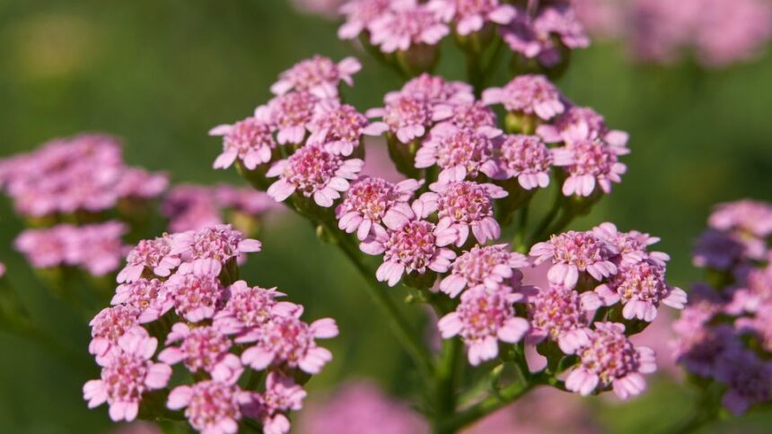 Kozonseges cickafark Achillea millefolium