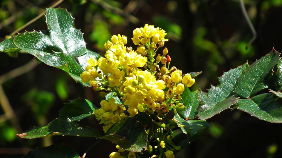 Közönséges mahónia (Mahonia aquifolium)