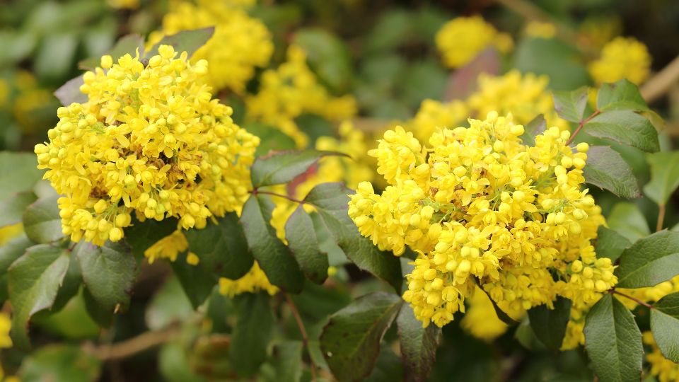 Közönséges mahónia (Mahonia aquifolium)