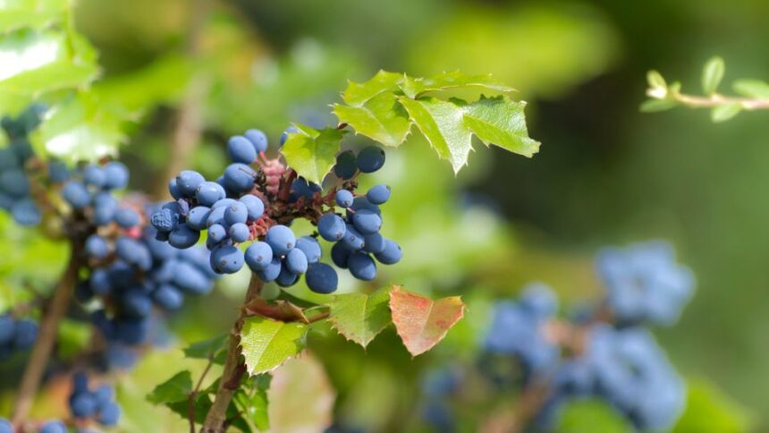 Kozonseges mahonia Mahonia aquifolium