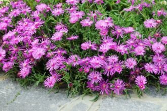 Színes, élénk rózsaszínű kristályvirágok virítanak zöld levelek között egy kerti környezetben.