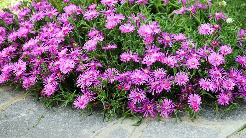 Kristalyvirag Delosperma