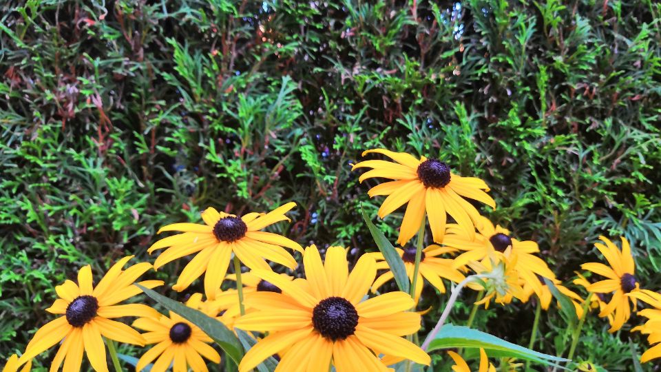 Kupvirag Rudbeckia fulgida var. Sullivantii 1