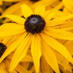 Kupvirag Rudbeckia fulgida var. Sullivantii