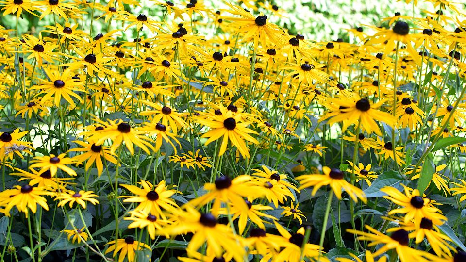 Kupvirag Rudbeckia fulgida var. Sullivantii 2