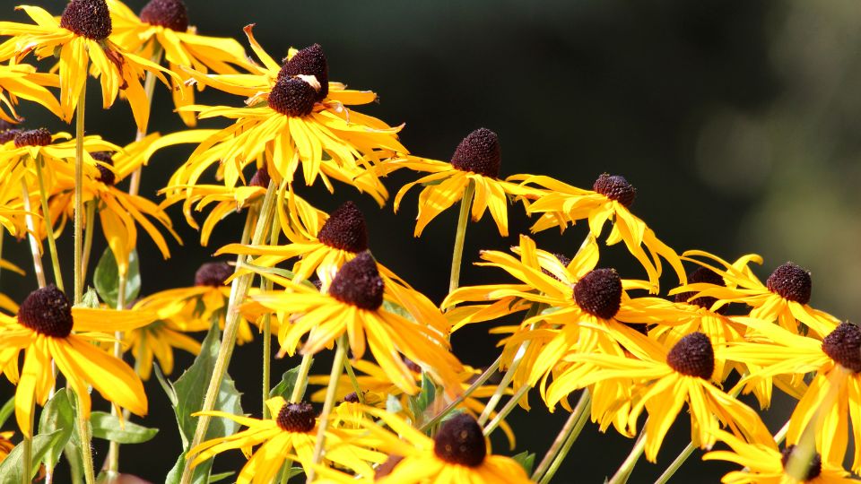 Kupvirag Rudbeckia fulgida var. Sullivantii 3