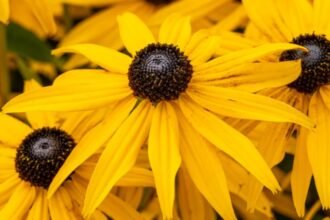 Sárga kúpvirágok, ragyogó szirmokkal és sötét középponttal, egy szép kertben.