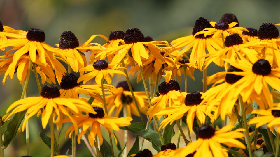 Kupvirag Rudbeckia fulgida var. Sullivantii 4