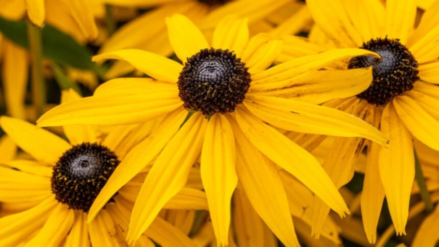 Kupvirag Rudbeckia fulgida var. Sullivantii