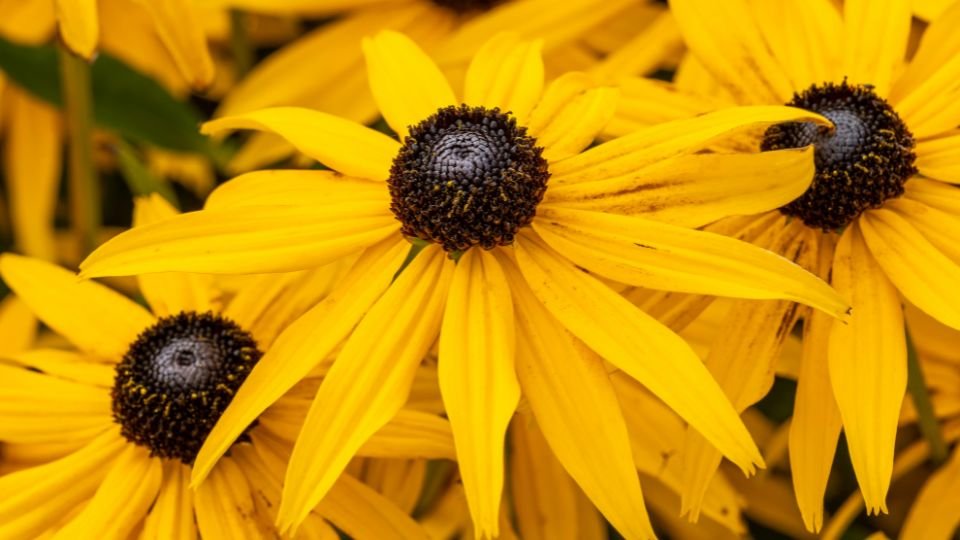 Sárga kúpvirágok, ragyogó szirmokkal és sötét középponttal, egy szép kertben.