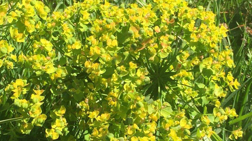 Kutyatej (Euphorbia)