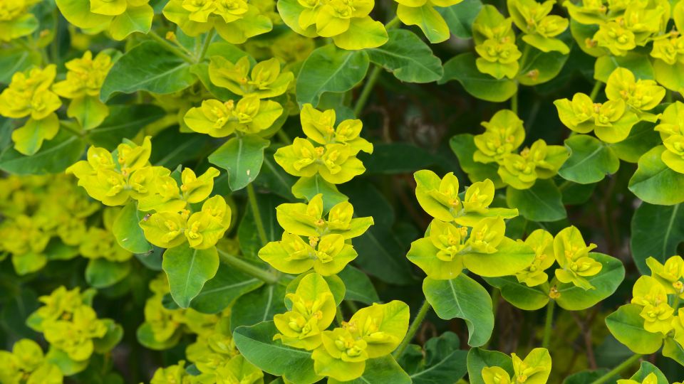 Kutyatej (Euphorbia)
