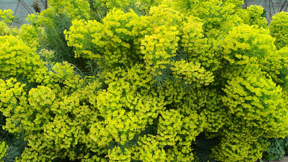 Kutyatej (Euphorbia)