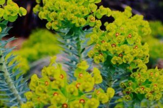 Kutyatej (Euphorbia) virágzó növény, élénk zöld színű virágokkal és tüskés levelekkel.