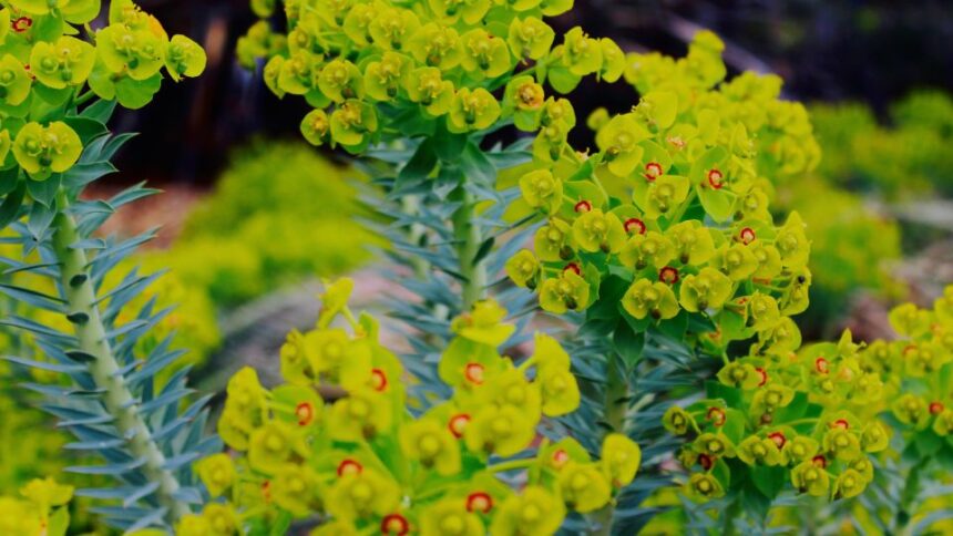 Kutyatej Euphorbia