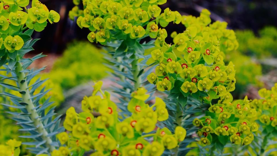 Kutyatej (Euphorbia) virágzó növény, élénk zöld színű virágokkal és tüskés levelekkel.