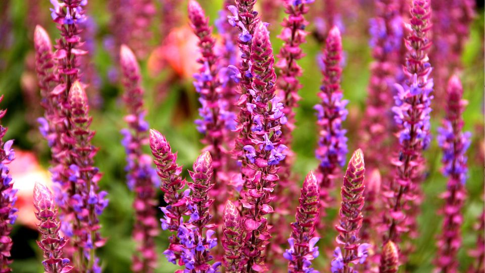 Ligeti zsalya Salvia nemorosa 1