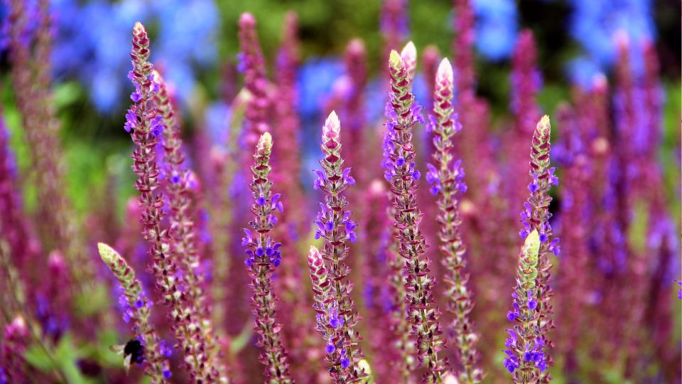 Ligeti zsalya Salvia nemorosa 2