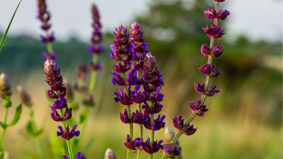 Ligeti zsalya Salvia nemorosa 3