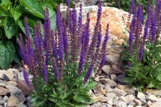 Ligeti zsálya (Salvia nemorosa) virágzó növények kövek között, zöld levelekkel.