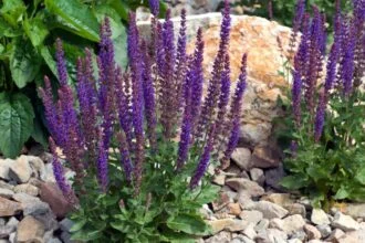 Ligeti zsálya (Salvia nemorosa) virágzó növények kövek között, zöld levelekkel.