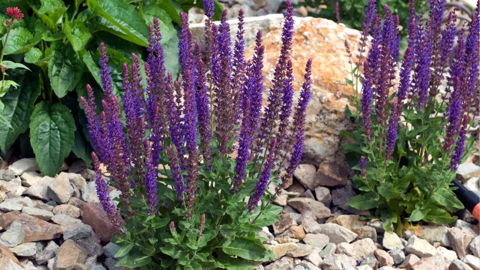 Ligeti zsálya (Salvia nemorosa) virágzó növények kövek között, zöld levelekkel.