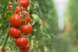 Érett, zamatos paradicsomok lógatják magukat egy zöld növényen, a kert szépségét tükrözve.