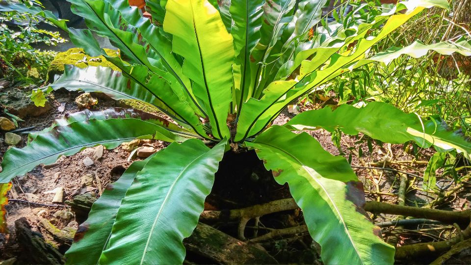 Madarfeszek pafrany Asplenium nidus 1