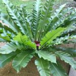 Madarfeszek pafrany Asplenium nidus