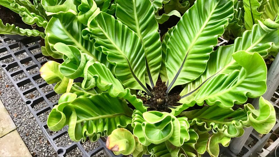 Madarfeszek pafrany Asplenium nidus 2