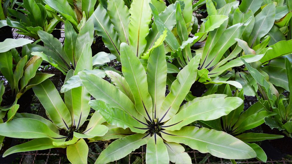 Madarfeszek pafrany Asplenium nidus 3