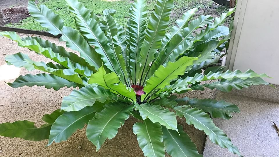 A Madárfészek páfrány buja, zöld levelei szépen terpeszkednek, a növény középpontjában egy kis virág található.
