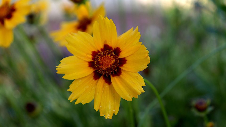 Menyecskeszem (Coreopsis)
