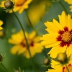Menyecskeszem Coreopsis