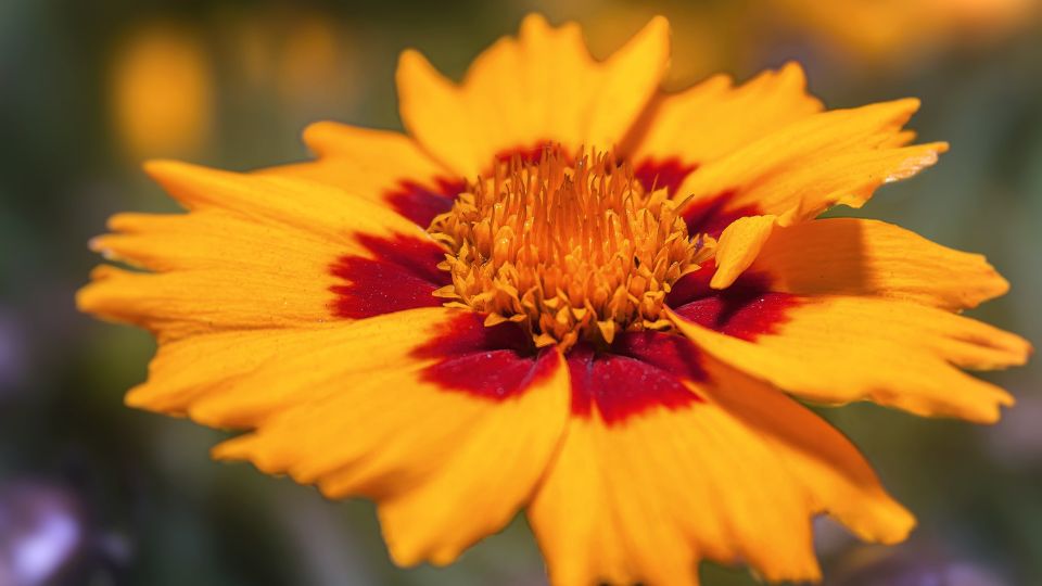Menyecskeszem (Coreopsis)